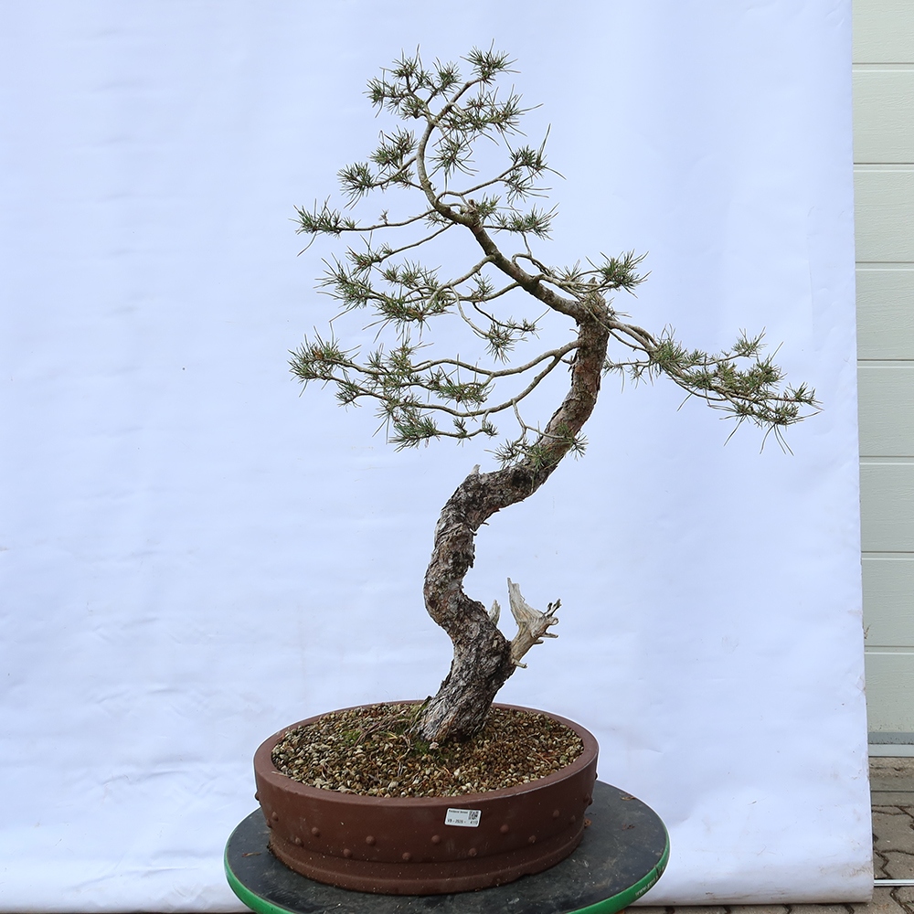 Pinus sylvestris Spanien – Waldkiefer