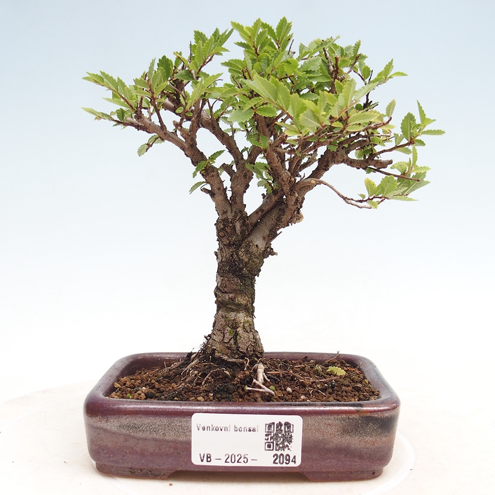 Bonsai für draußen - Zelkova - Zelkova NIRE