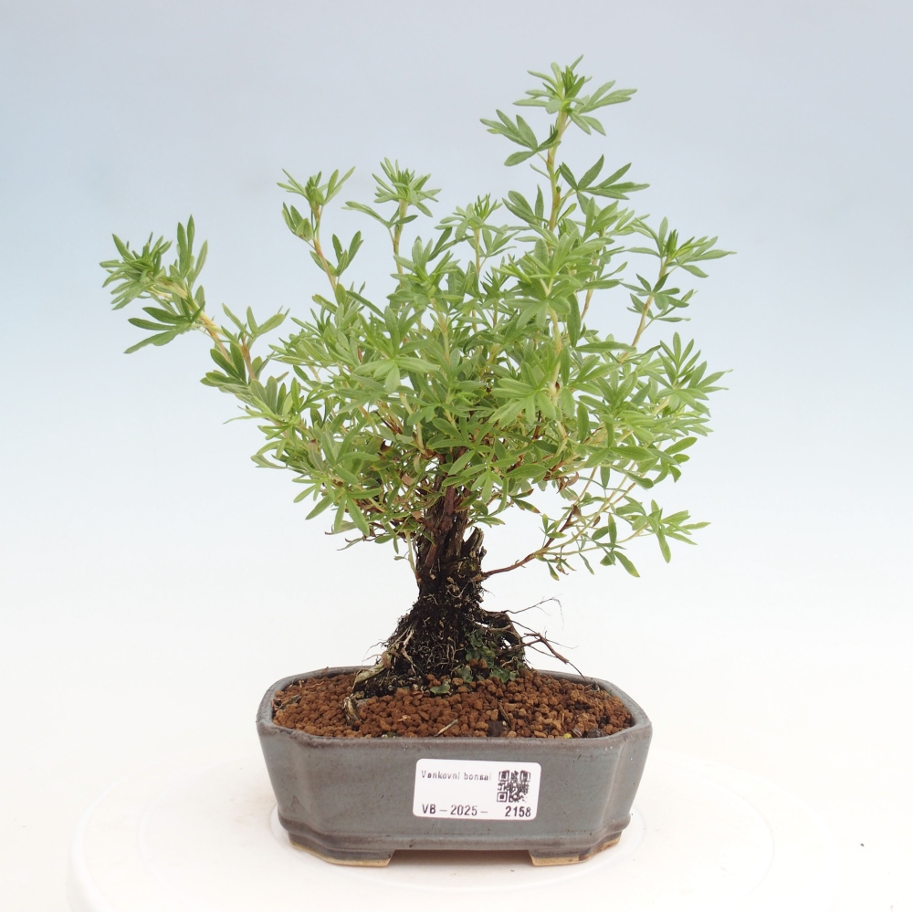 Bonsai für draußen - Potentila fruticosa gelber Vogel
