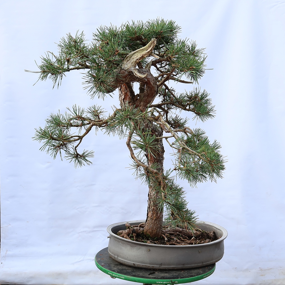 Pinus sylvestris Spanien – Waldkiefer