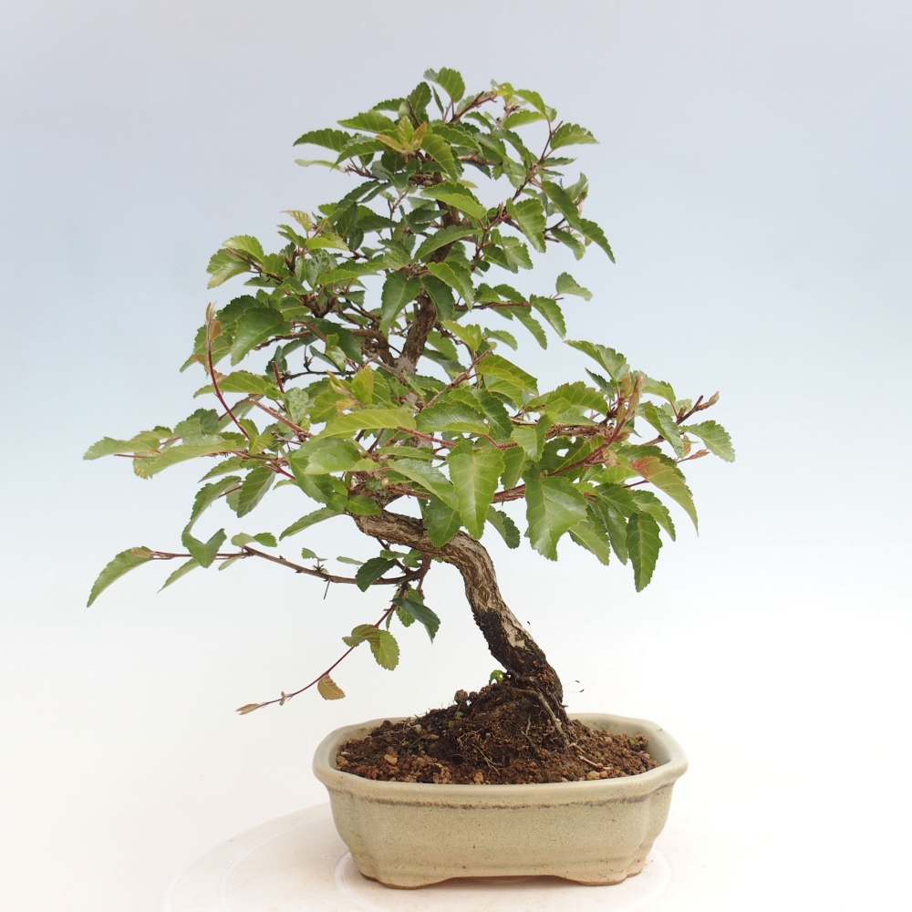 Bonsai für draußen -Carpinus CARPINOIDES - Koreanische Hainbuche