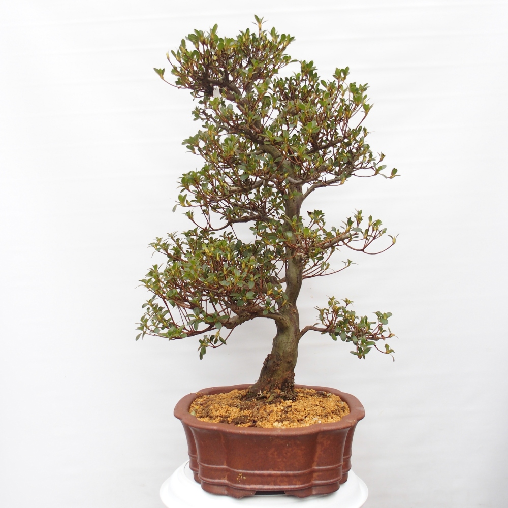 Bonsai für draußen - Japanische Azalee - Azalea Sansei