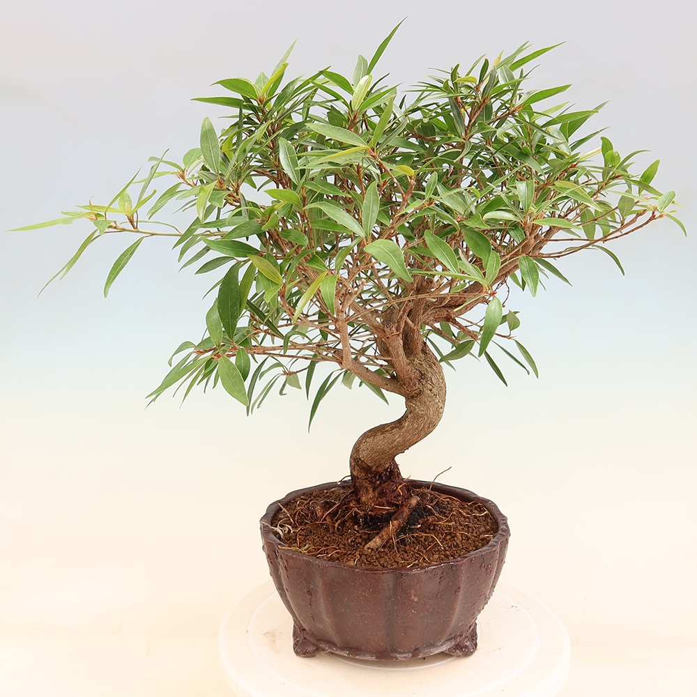 Zimmerbonsai - Ficus nerifolia - Kleinblättriger Ficus