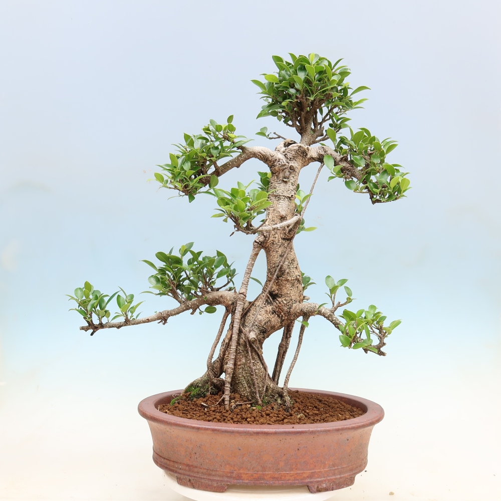 Zimmerbonsai - Ficus kimmen - Kleinblättriger Ficus