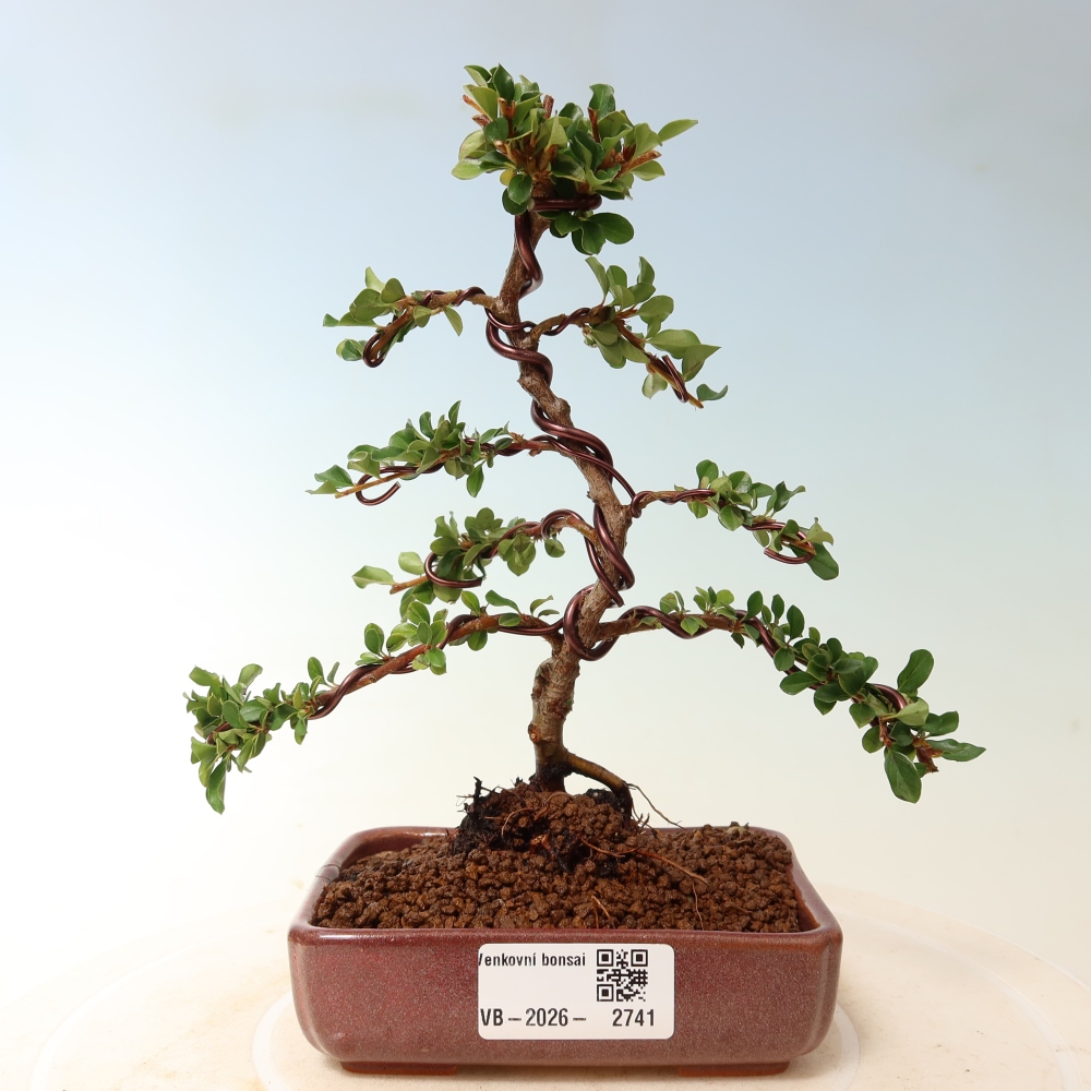 Bonsai für draußen - Cotoneaster horizontalis - Rocky Mountain