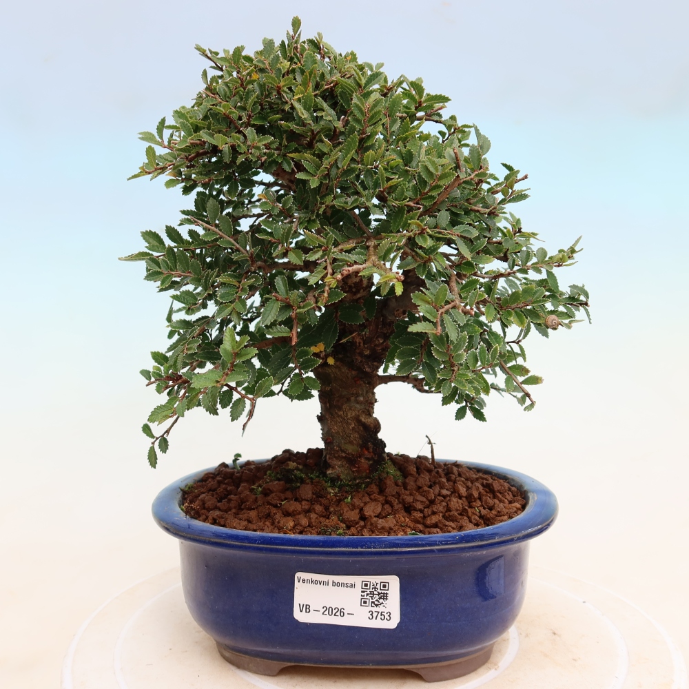 Bonsai für draußen - Zelkova - Zelkova NIRE