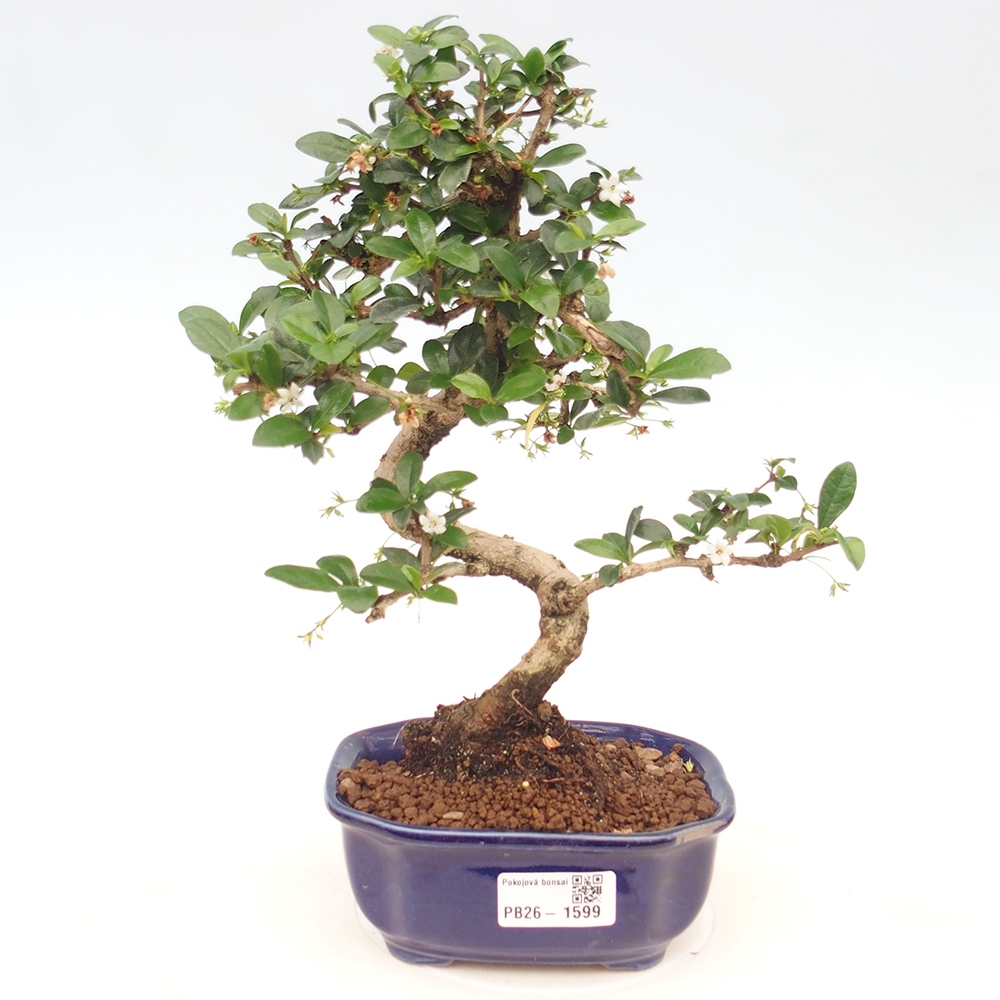 Zimmer-Bonsai - Carmona macrophylla - Tee-Fuki