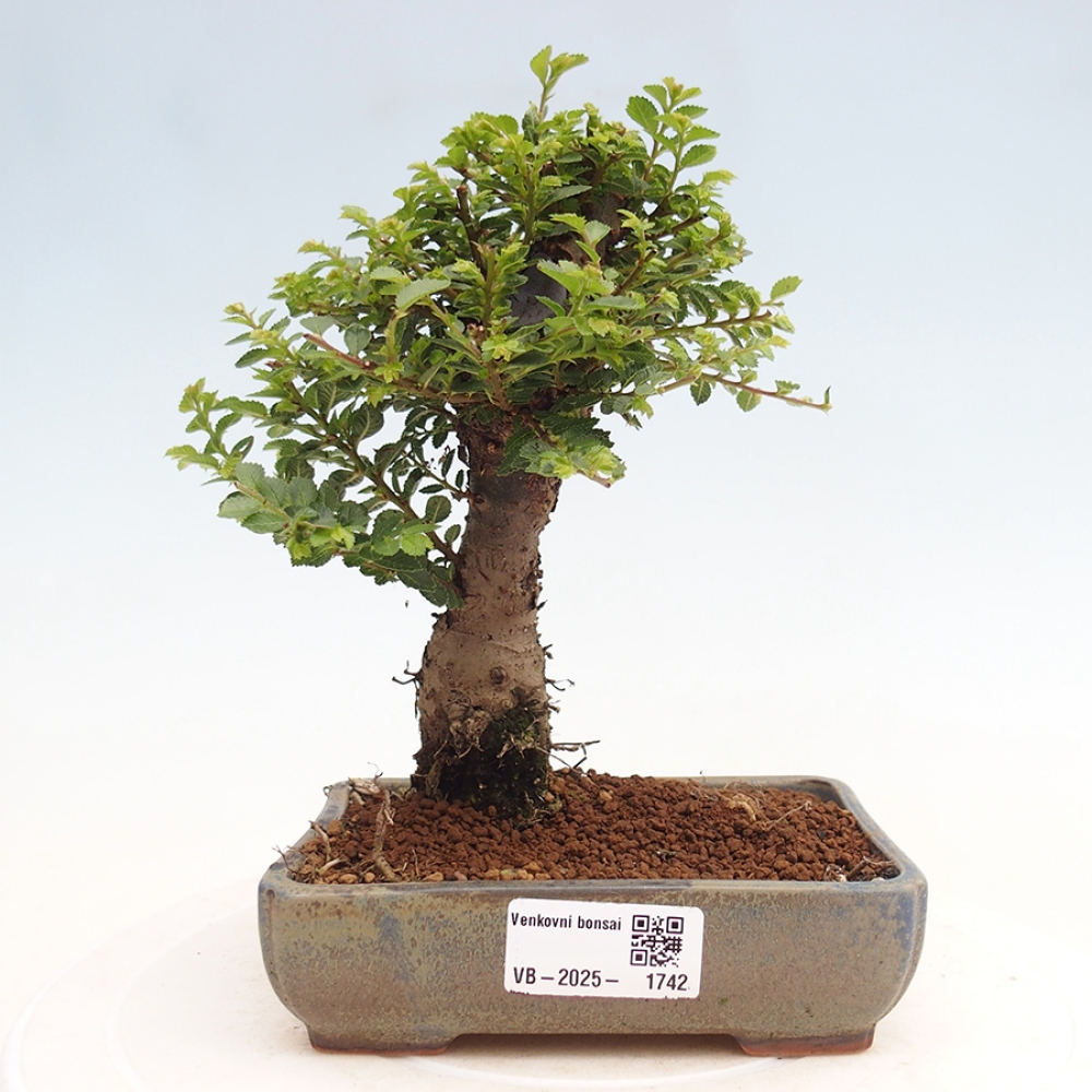Bonsai für draußen - Ulmus parvifolia Hokkaido - Chinesische Ulme