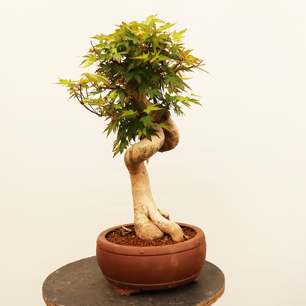 Bonsai für draußen - Ahorn palmatum - Palmen
