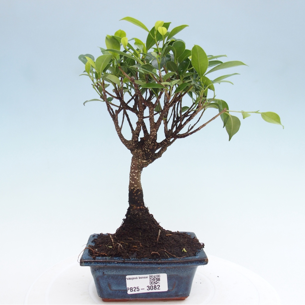 Zimmer Bonsai Ficus retusa kimmen