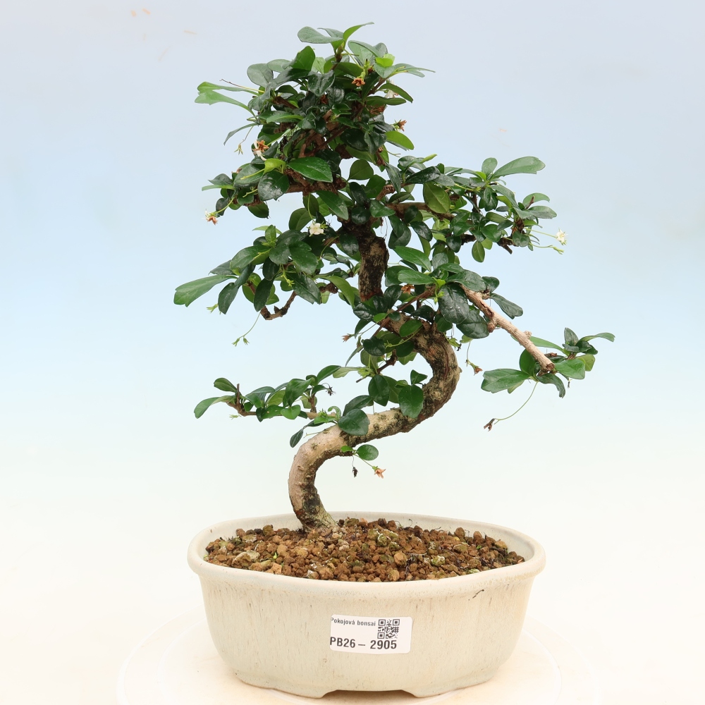 Zimmer-Bonsai - Carmona macrophylla - Tee-Fuki