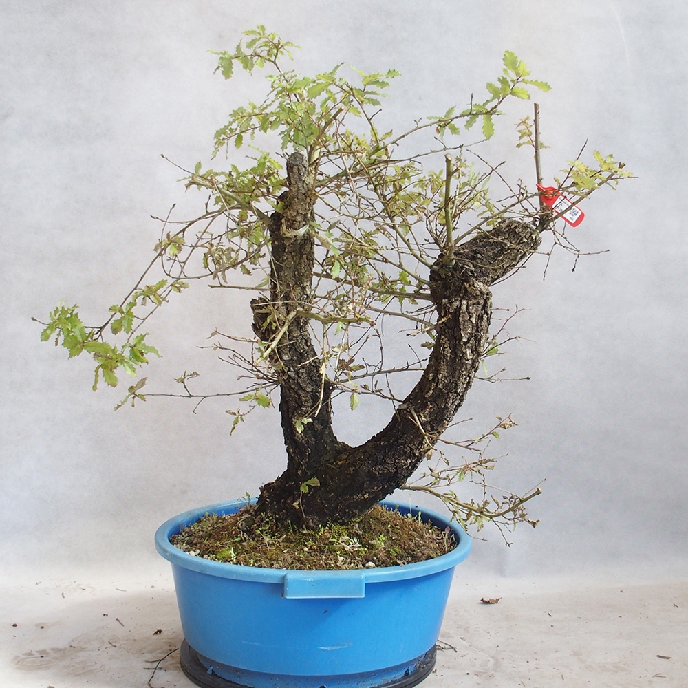 Außenbonsai Quercus Cerris - Eiche Cer