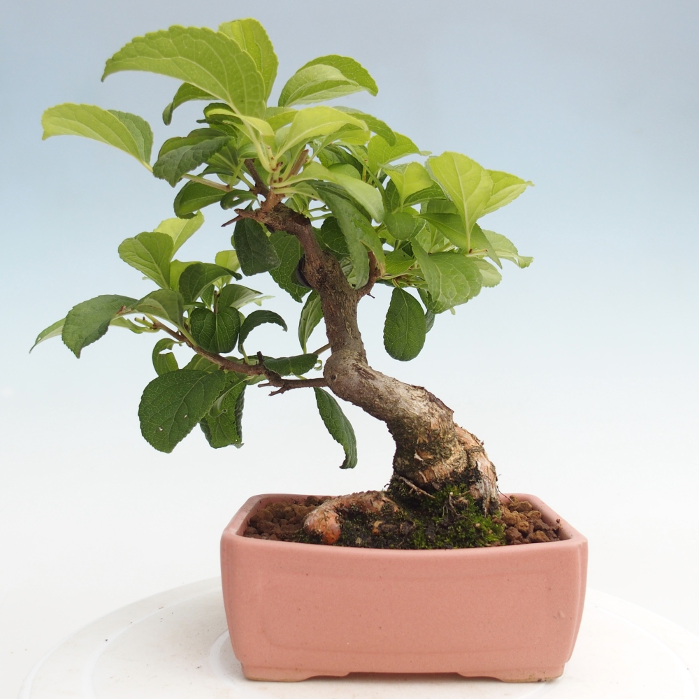 Bonsai für draußen - Celastrus orbiculatus
