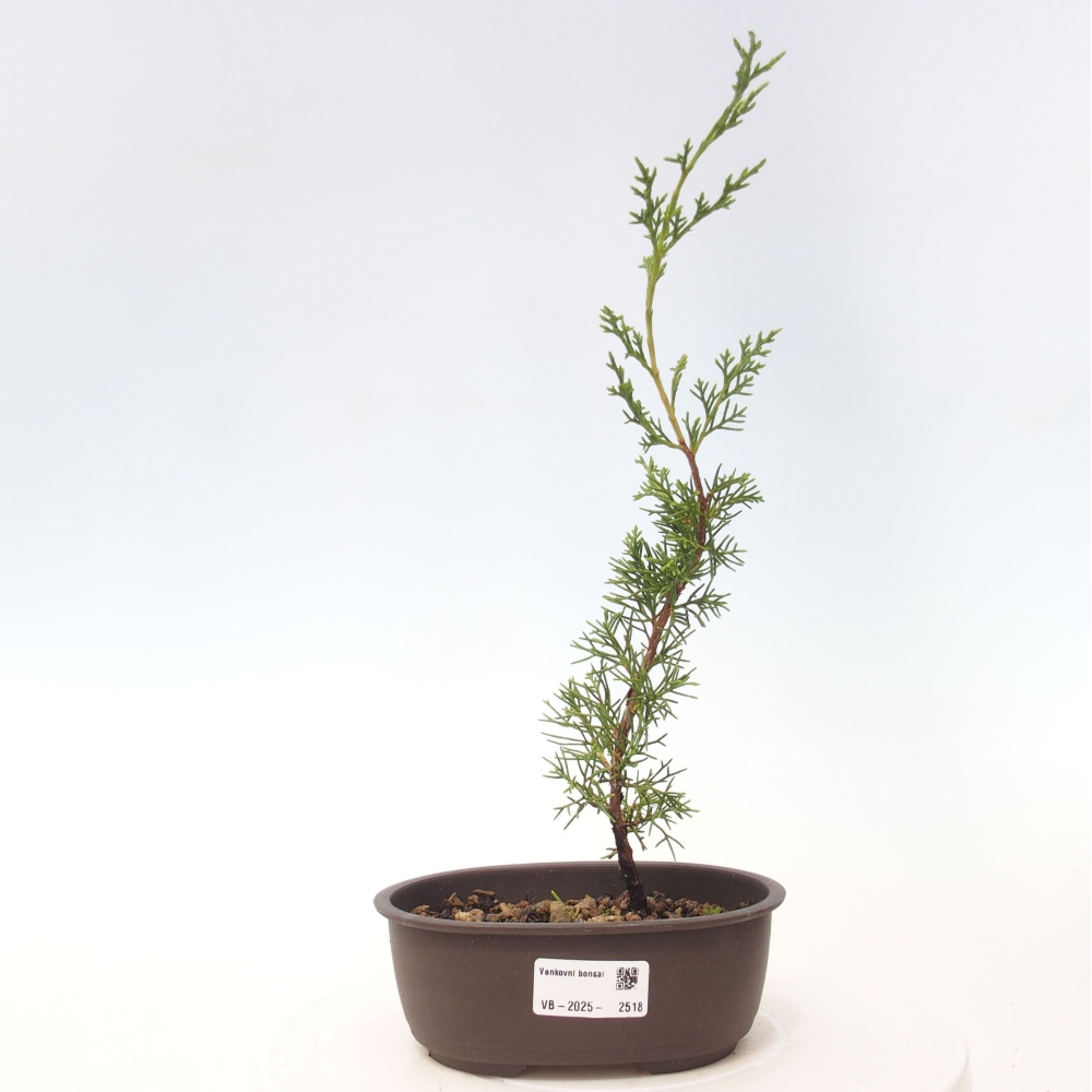 Bonsai für draußen - Juniperus chinensis Itoigawa