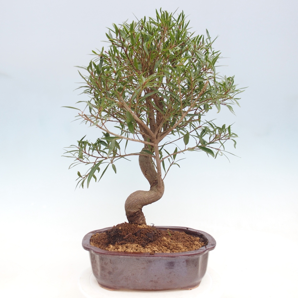 Zimmerbonsai - Ficus nerifolia - Kleinblättriger Ficus