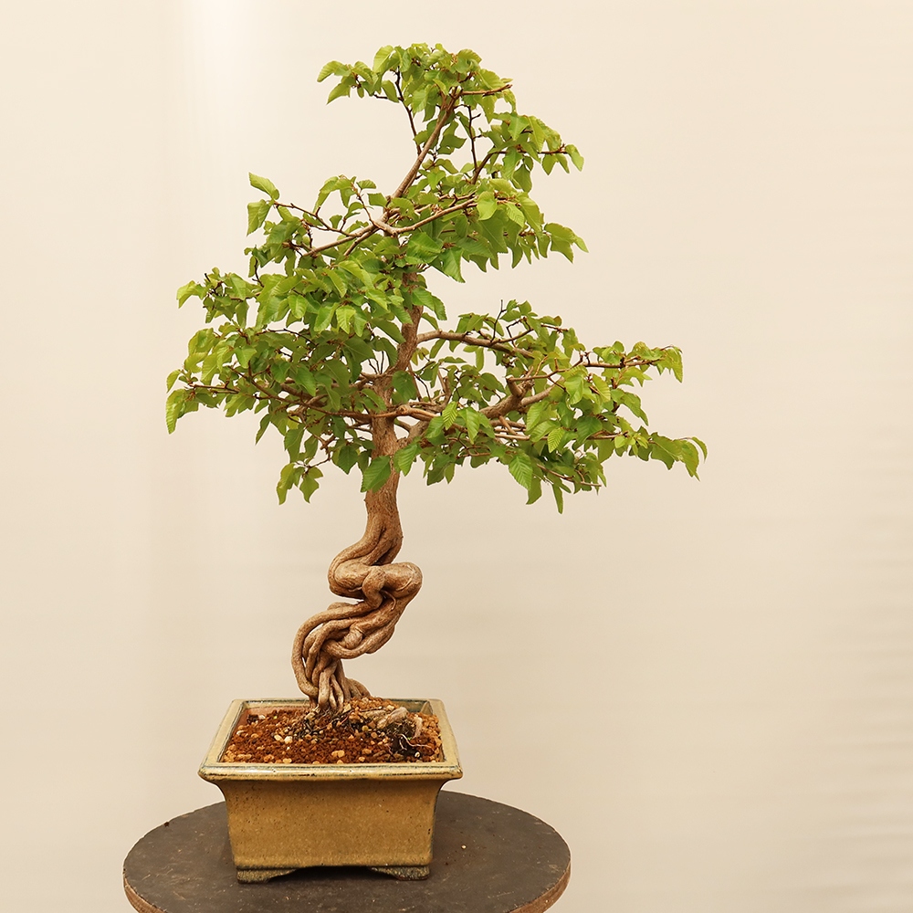 Bonsai für draußen - Karpinus Coreana - Koreanische Hainbuche
