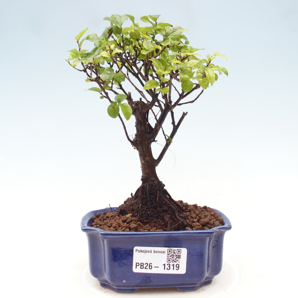 Zimmer Bonsai - Sageretia thea - Sageretia thea
