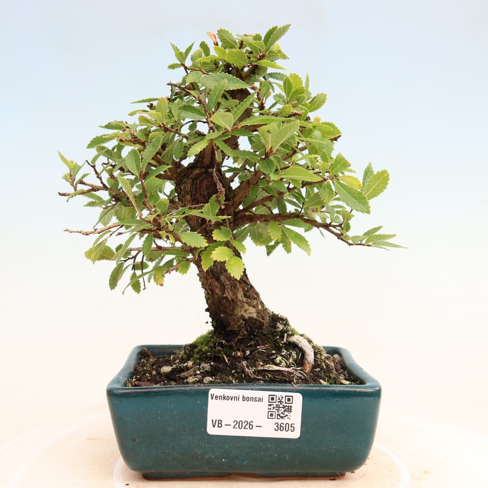 Bonsai für draußen - Zelkova - Zelkova NIRE