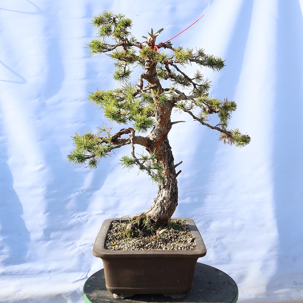 Pinus sylvestris Spanien – Waldkiefer