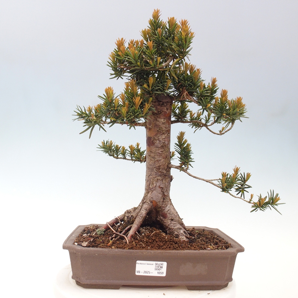 Bonsai für draußen - Taxus cuspidata - Japanische Eibe