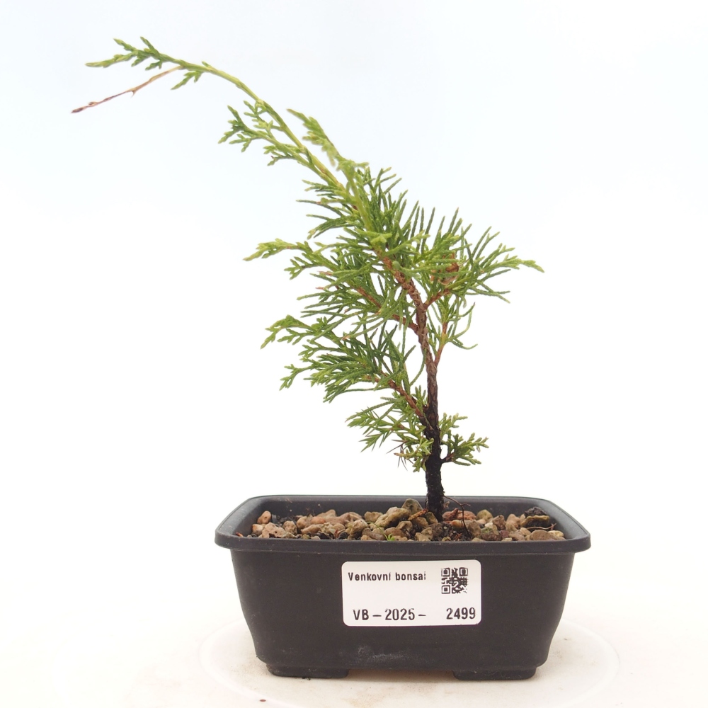 Bonsai für draußen - Juniperus chinensis Itoigawa