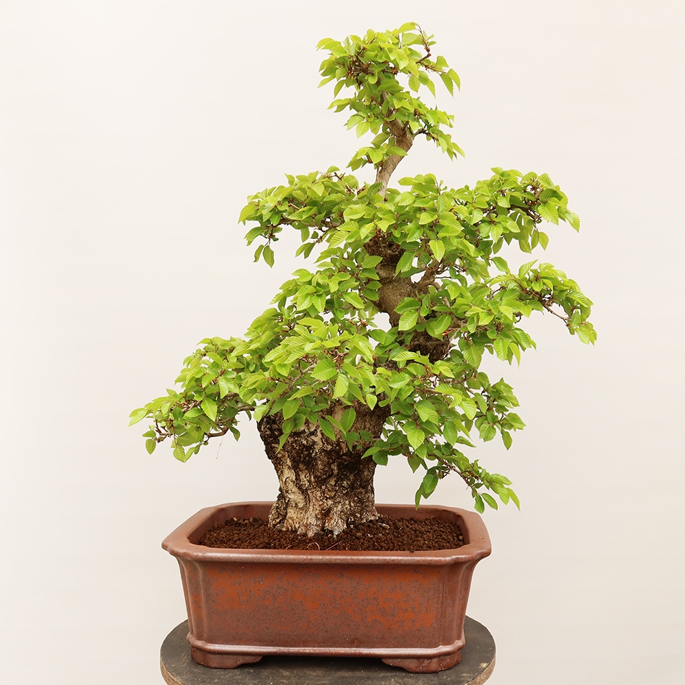 Bonsai für draußen - Karpinus Coreana - Koreanische Hainbuche