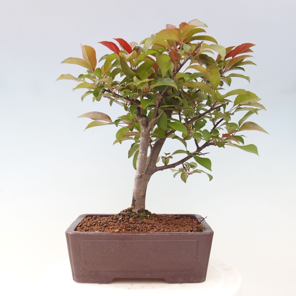 Outdoor-Bonsai -Malus domestica - Kleinfrüchtiger rotblättriger Apfelbaum
