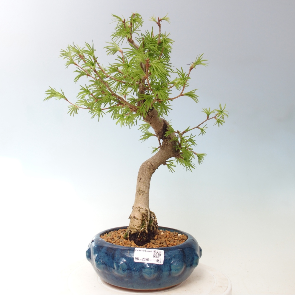 Bonsai für draußen -Pseudolarix amabis-Pseudolarix amabis