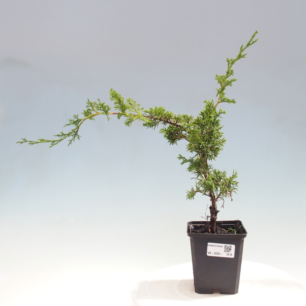 Bonsai für draußen - Juniperus chinensis Itoigawa
