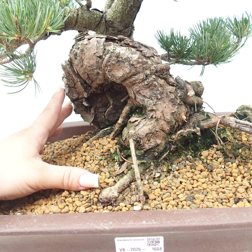 Bonsai für draußen - Pinus parviflora - Pinus parviflora