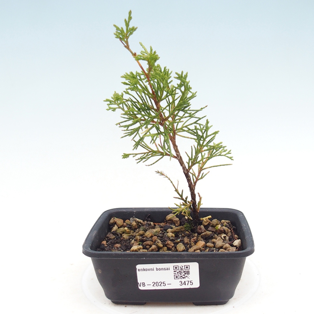 Bonsai für draußen - Juniperus chinensis Itoigawa