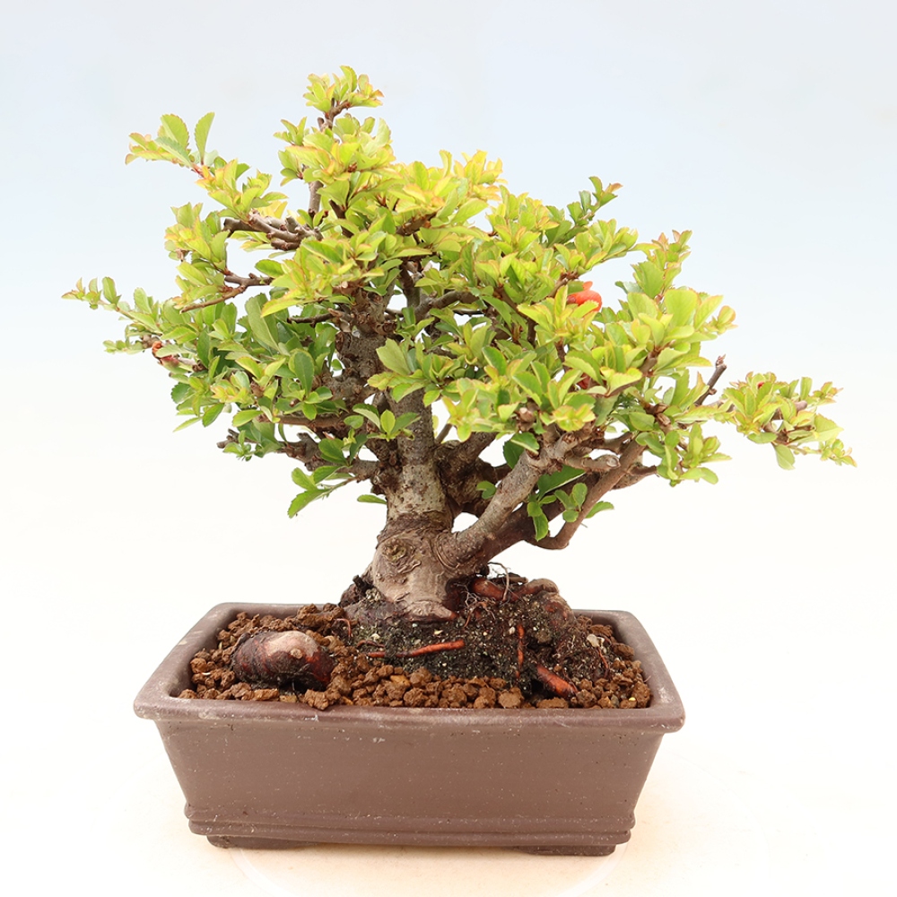 Bonsai für draußen - Chaneomeles speciosa Chojubai