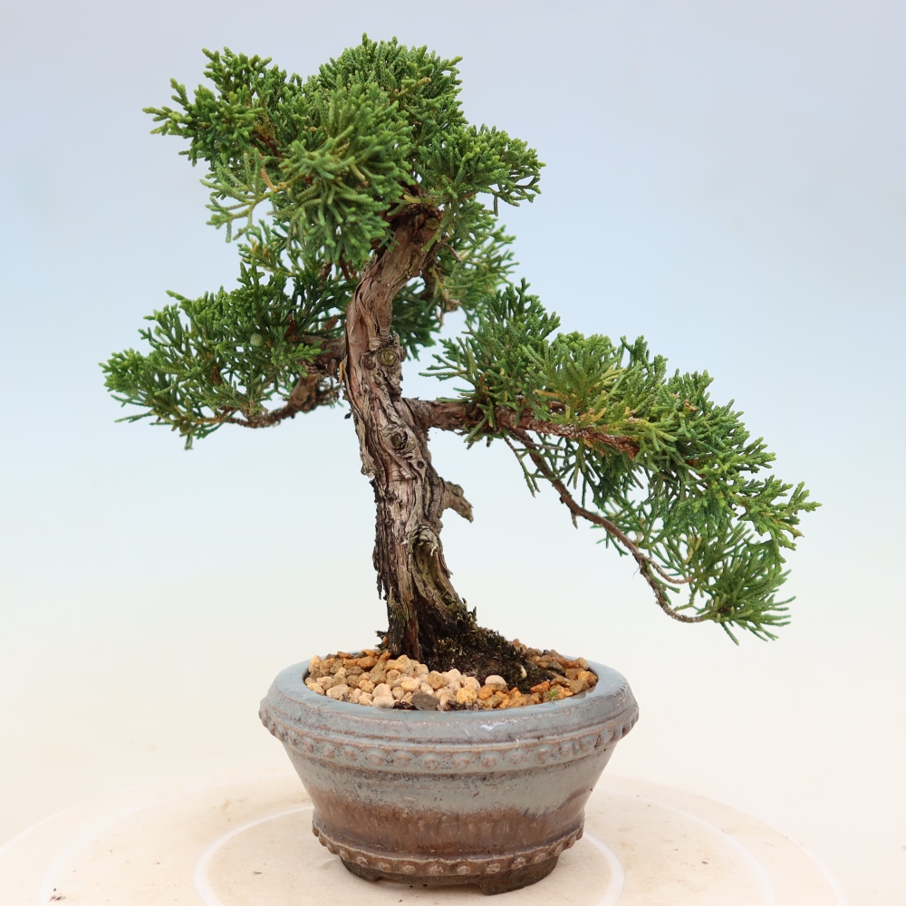 Bonsai für draußen - Juniperus chinensis Kishu
