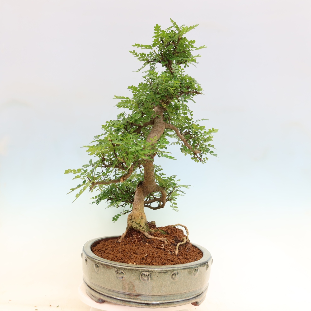 Zimmer Bonsai - Zantoxylum piperitum - Pfefferbaum