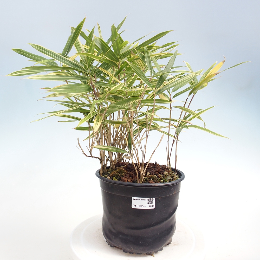 Bonsai für draußen - Sasaella masamuneana Albostriata - Bambus
