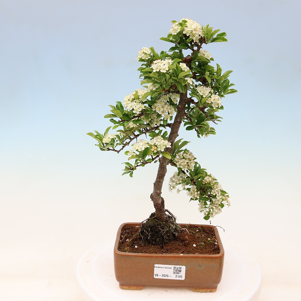Bonsai für den Außenbereich – Pyracantha teton – Feuerdorn