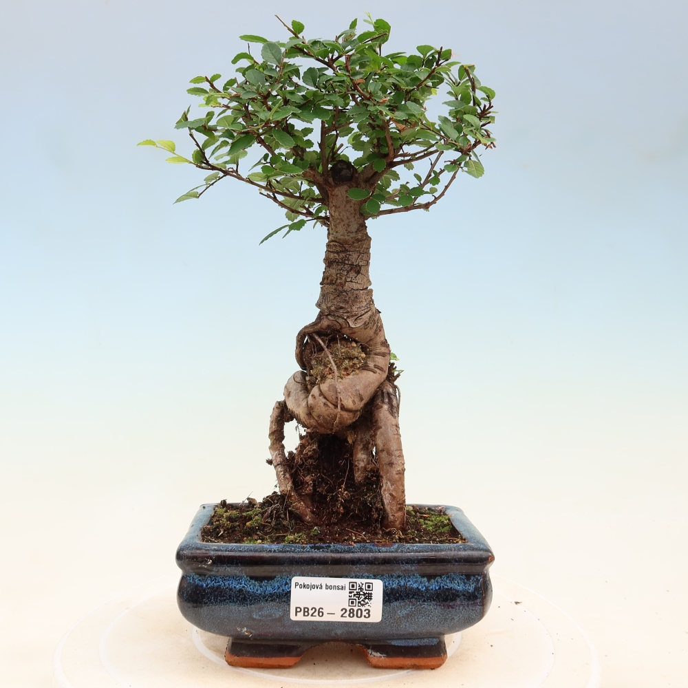 Zimmerbonsai - Ulmus parvifolia - Kleinblättrige Ulme