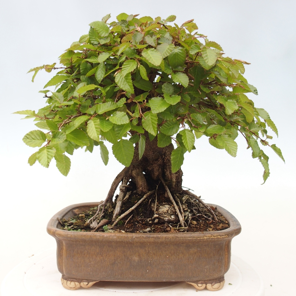 Bonsai für draußen -Carpinus CARPINOIDES - Koreanische Hainbuche
