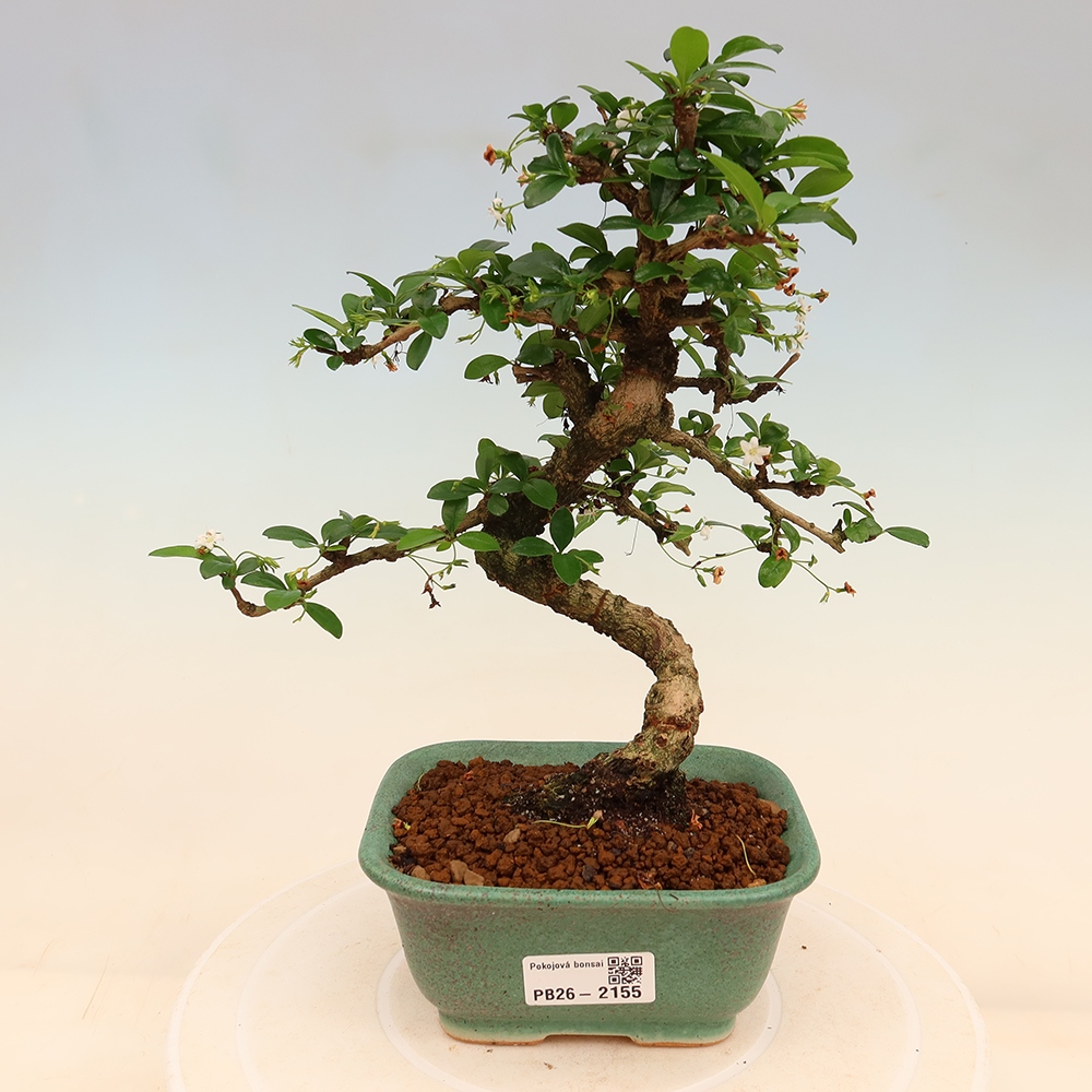 Zimmer-Bonsai - Carmona macrophylla - Tee-Fuki