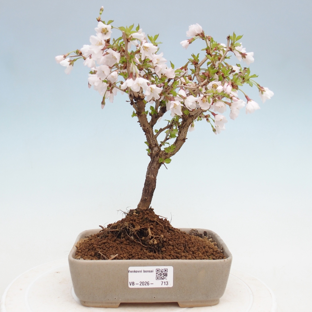 Bonsai für draußen - Prunus incisa Kojou-no mai-Plivon ausgeschnitten