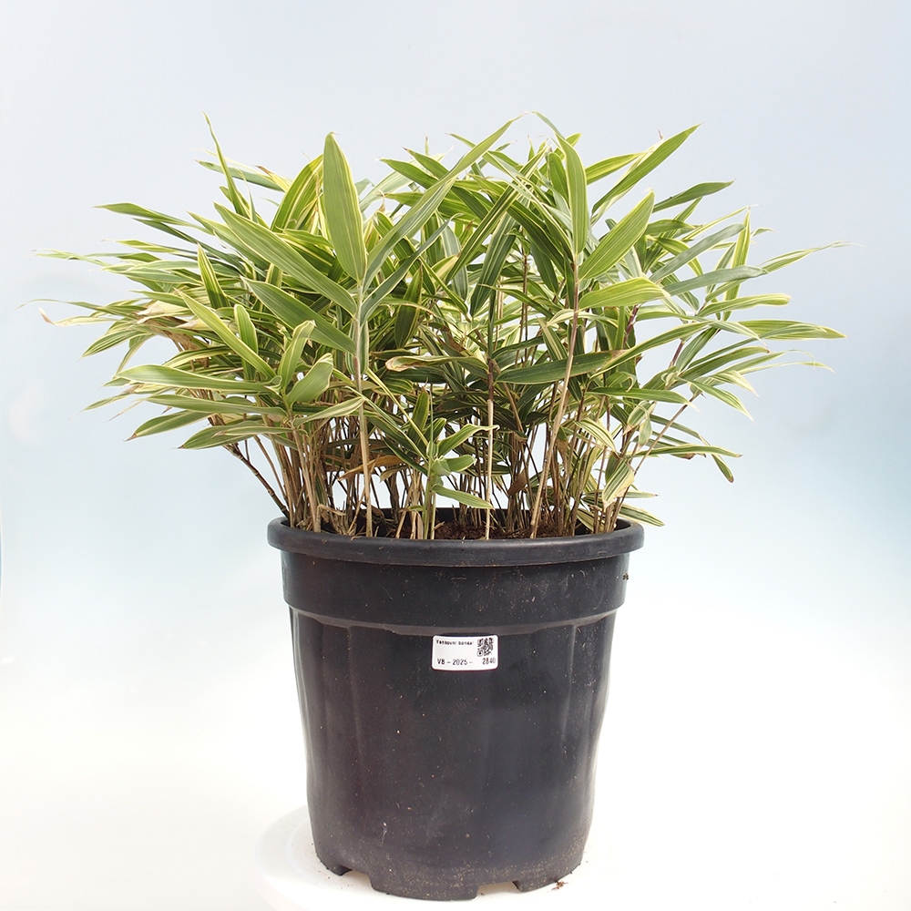 Bonsai für draußen - Sasaella masamuneana Albostriata - Bambus
