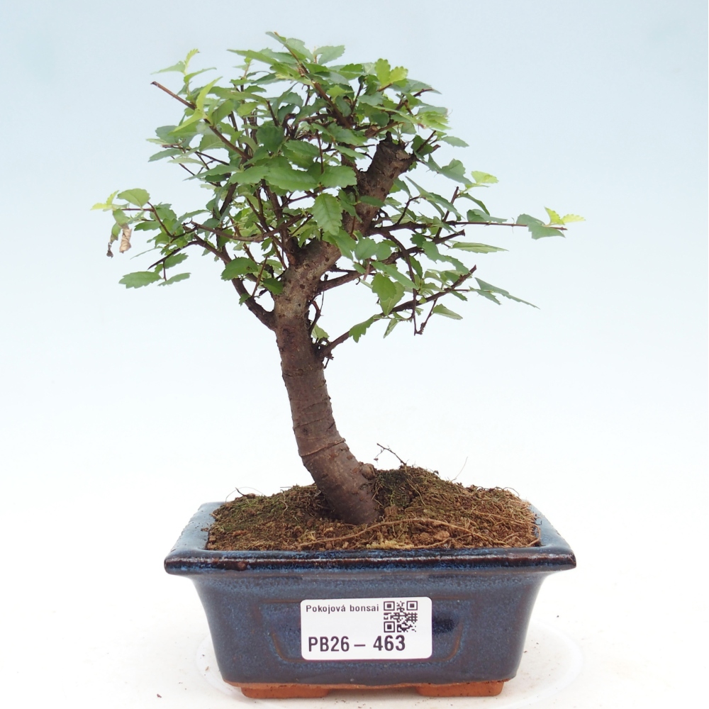 Zimmerbonsai - Ulmus parvifolia - Kleinblättrige Ulme