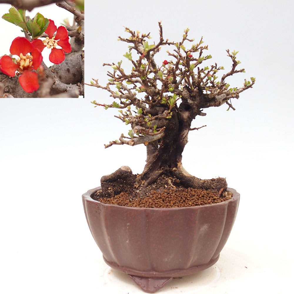 Bonsai für draußen - Chaneomeles speciosa - Quitte