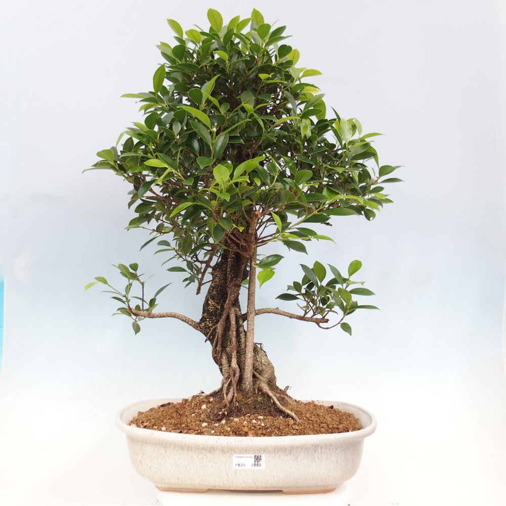 Zimmerbonsai - Ficus kimmen - kleinblättriger Ficus - NUR PERSÖNLICHE ABHOLUNG oder Palettentransport