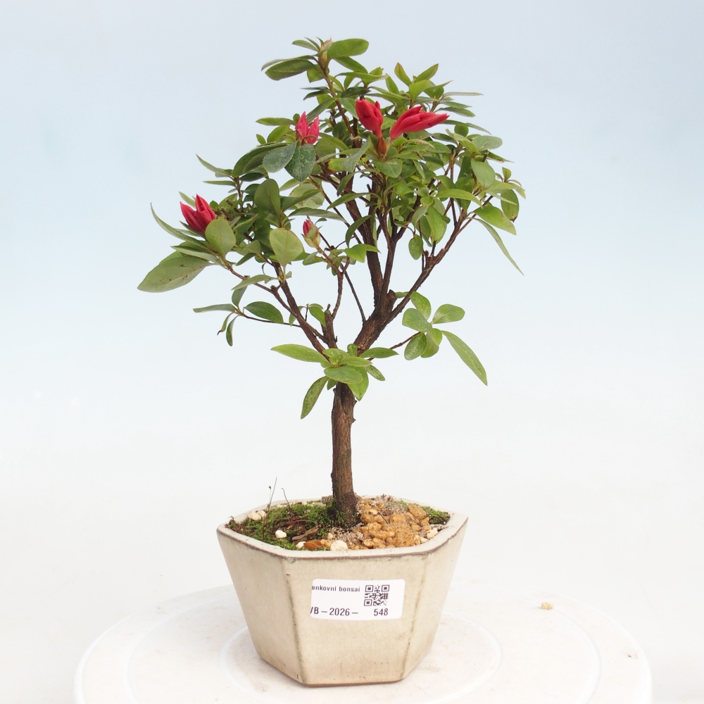 Bonsai für draußen - Japanische Azalee - Azalea sp.