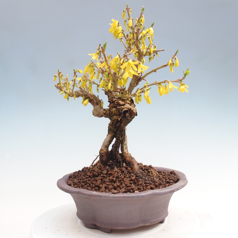 Bonsai für draußen - Zlatice - Forsythia koreana