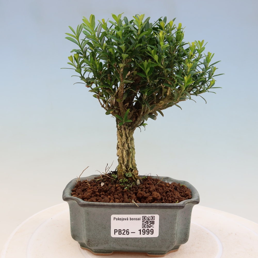 Zimmer Bonsai - Buxus harlandii - Korkbuxus