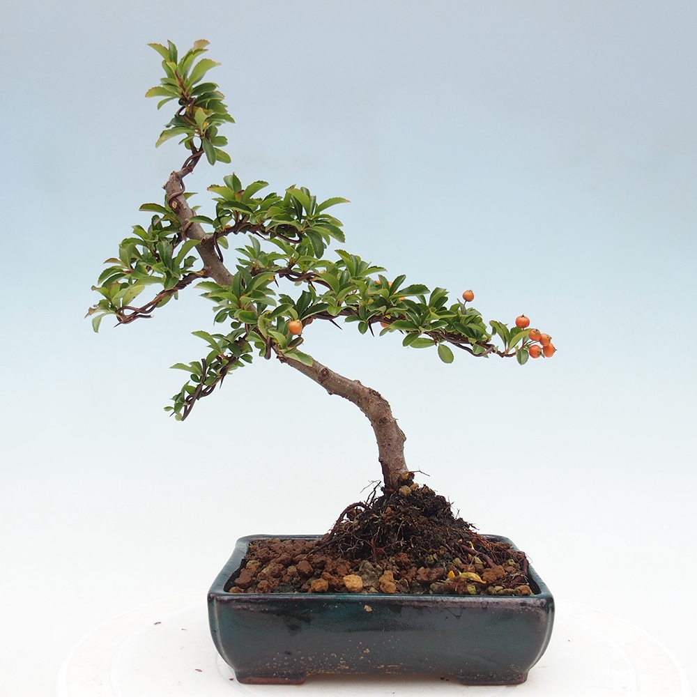 Freiland-Bonsai-Pyracantha Teton -Hlox