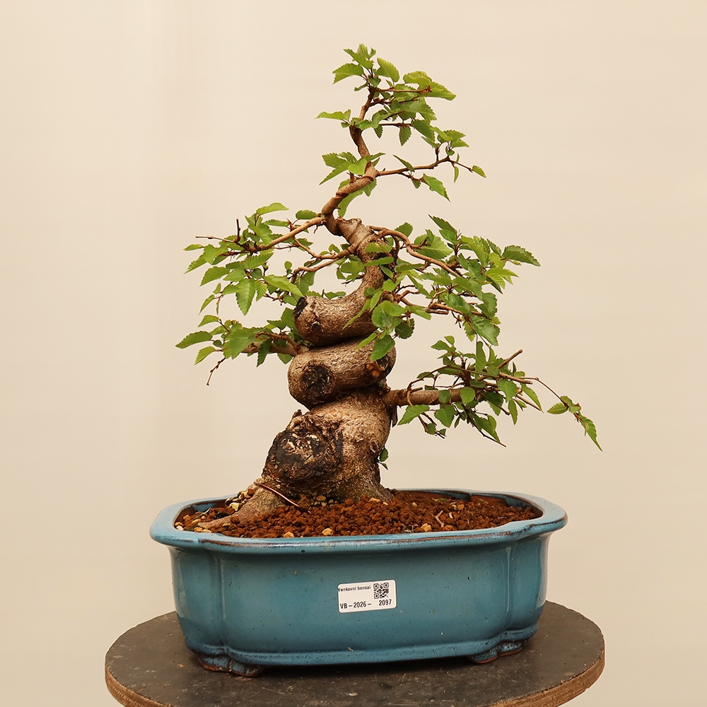 Bonsai für draußen - Karpinus Coreana - Koreanische Hainbuche