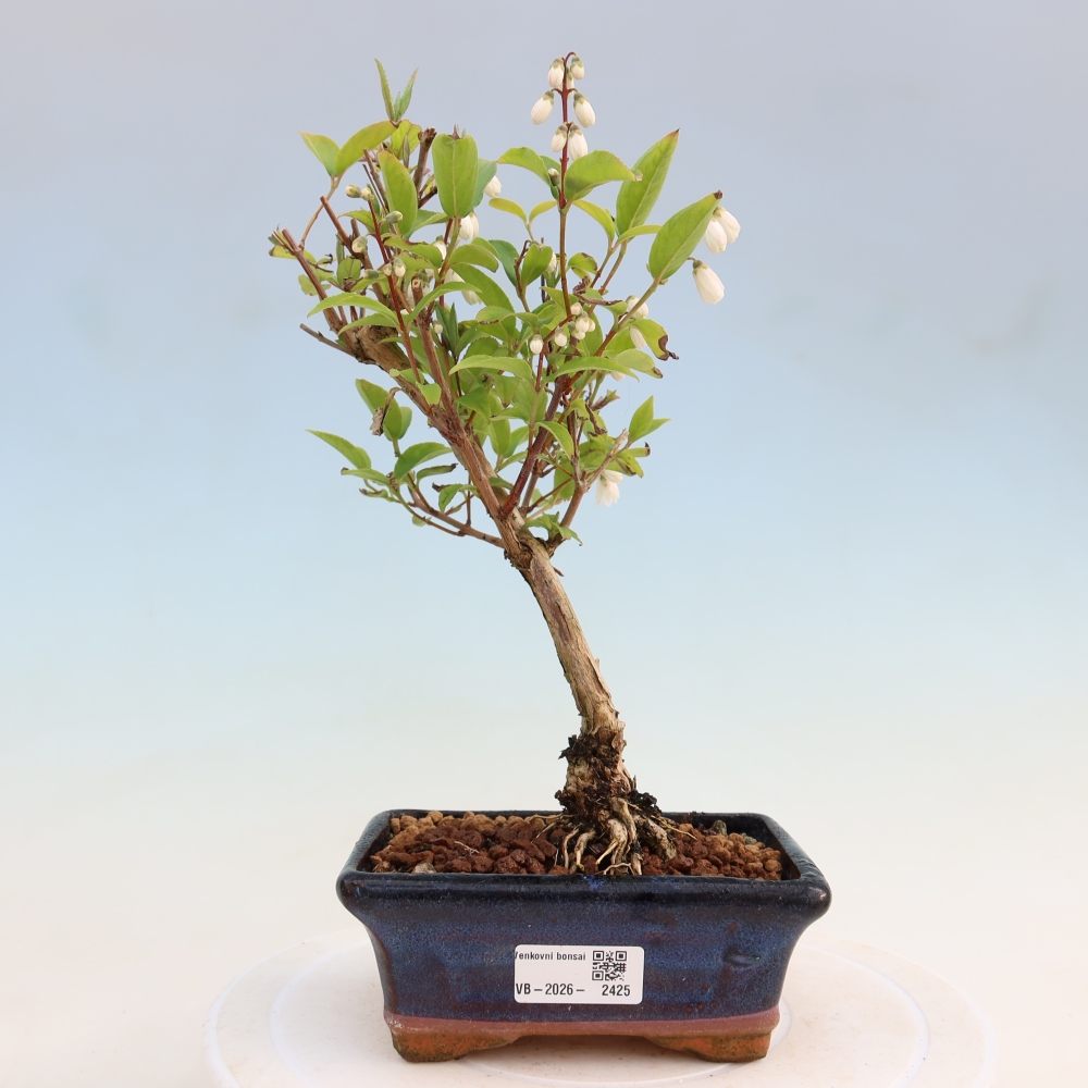 Bonsai für den Außenbereich – Deutzia scabra Candidissima – Trojpuk